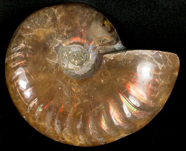 Flashy Red Iridescent Ammonite - Wide #10340